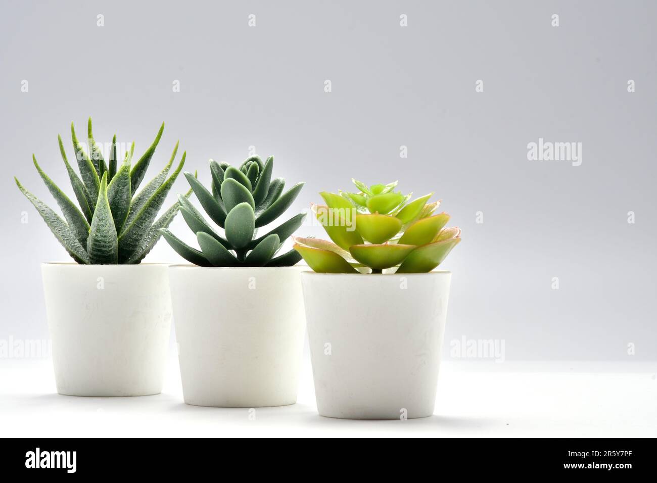 cactus in vaso. Una pianta di aloe vera in una pentola moderna su uno sfondo grigio. Piante da casa in un interno moderno. Foto Stock