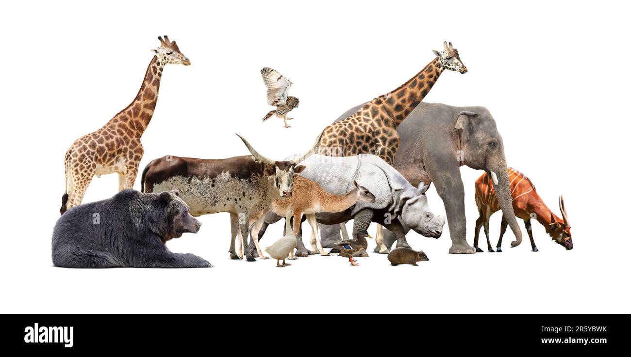 Gruppo di diversi animali selvatici su sfondo bianco, collage Foto Stock