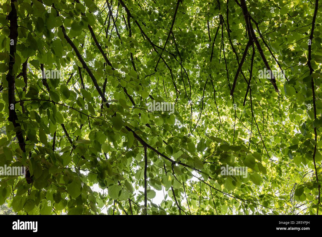 Texture fondo baldacchino vista sotto le foglie di un fiume betulla (betula nigra) albero Foto Stock