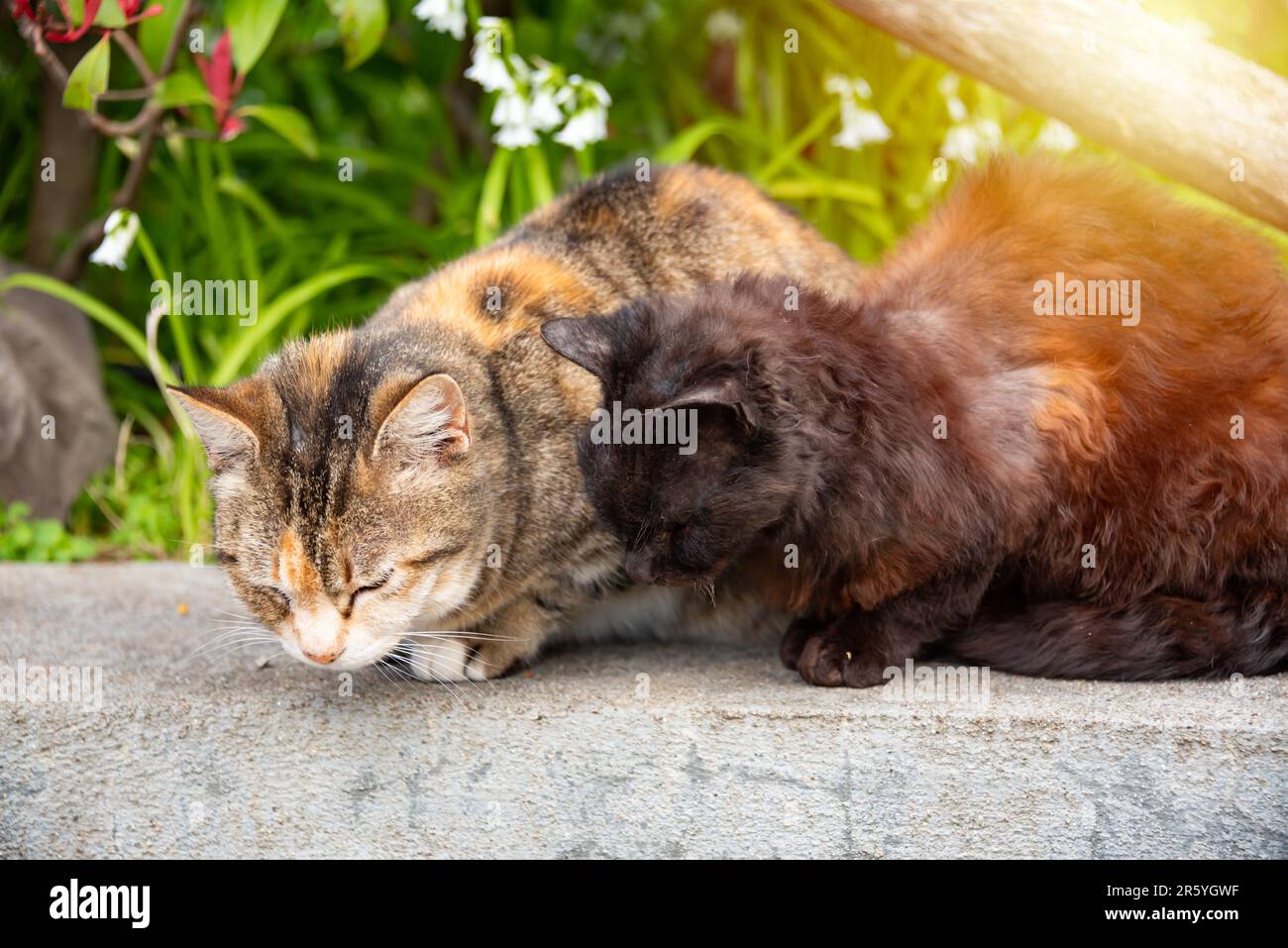 Due gatti seduti insieme all'aperto in giardino Foto Stock