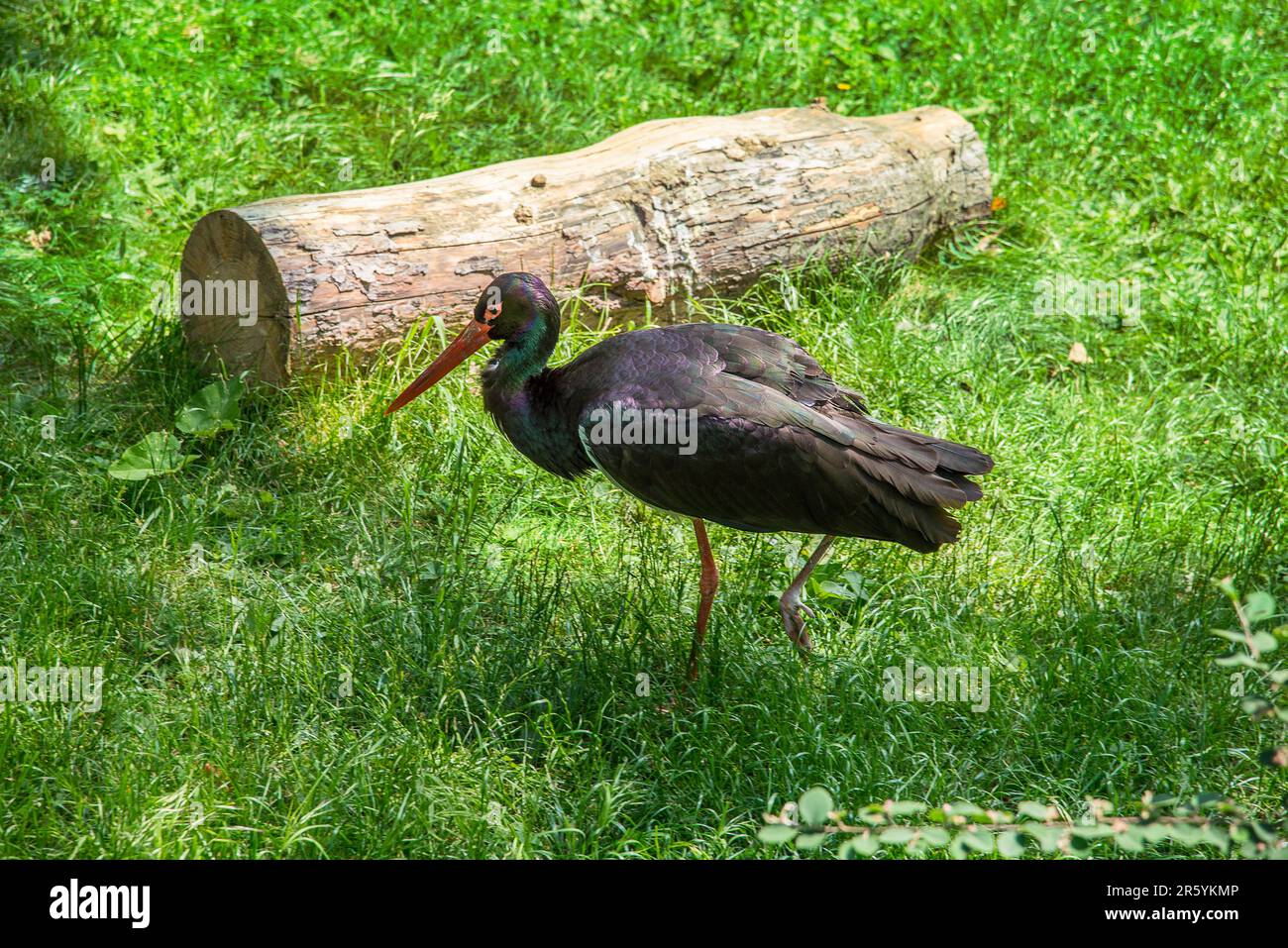 Cicogna nera su sfondo erboso Foto Stock