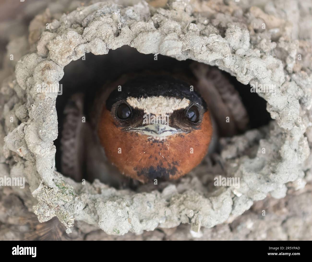 Scogliera Swallow sbirciando dal suo fango pellet fatto nido. Contea di Santa Clara, California, Stati Uniti. Foto Stock