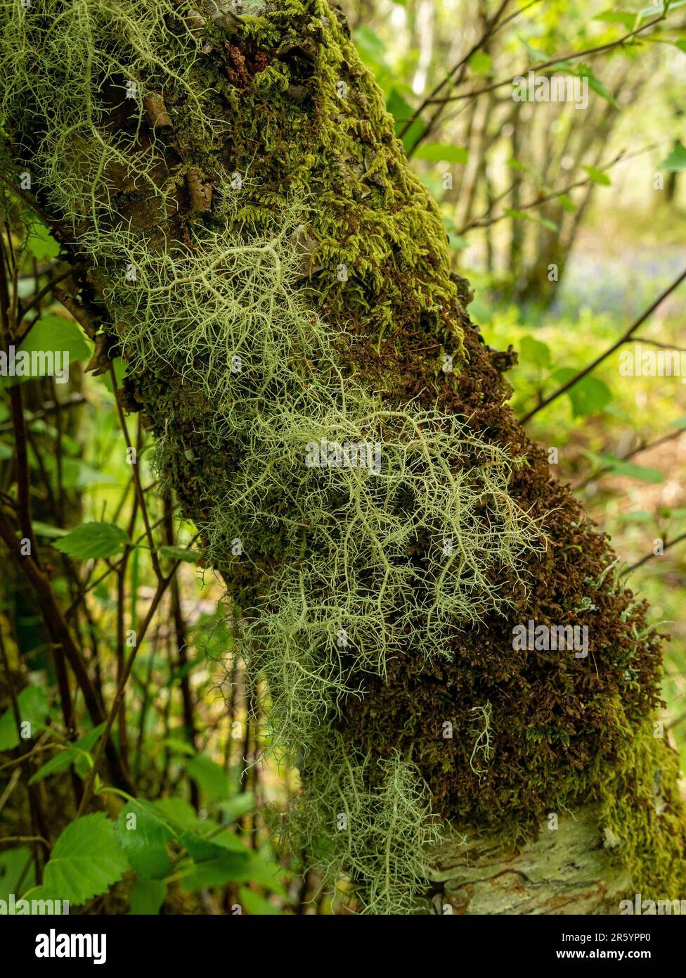 Licheni barba (Usnea sp.) E muschio che cresce sul tronco di alberi in boschi, Leitir Fura, Skye, Scozia, Regno Unito Foto Stock