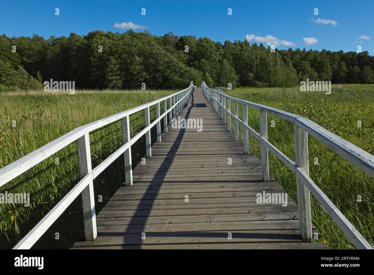 Passerella in legno attraverso un campo di canne in primavera. Foto Stock