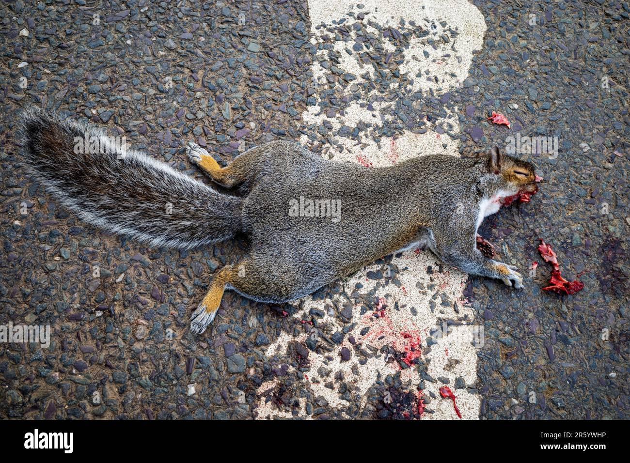 Scoiattolo roadkill Foto Stock