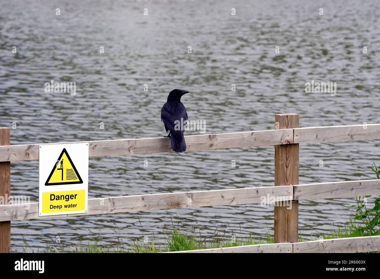 Carrion Crow arroccato su una recinzione con un segno di pericolo acqua profonda. Foto Stock