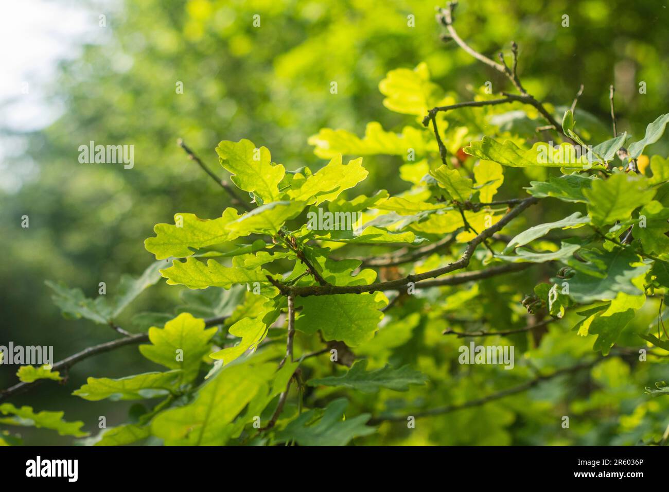 Giovani foglie di quercia verde al sole tenue nel mezzo della foresta in una giornata di sole. Foto Stock