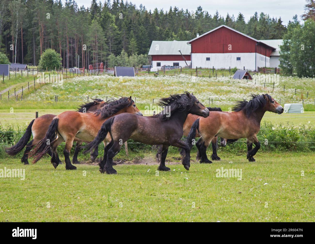 Una fattoria di cavalli. Foto Stock