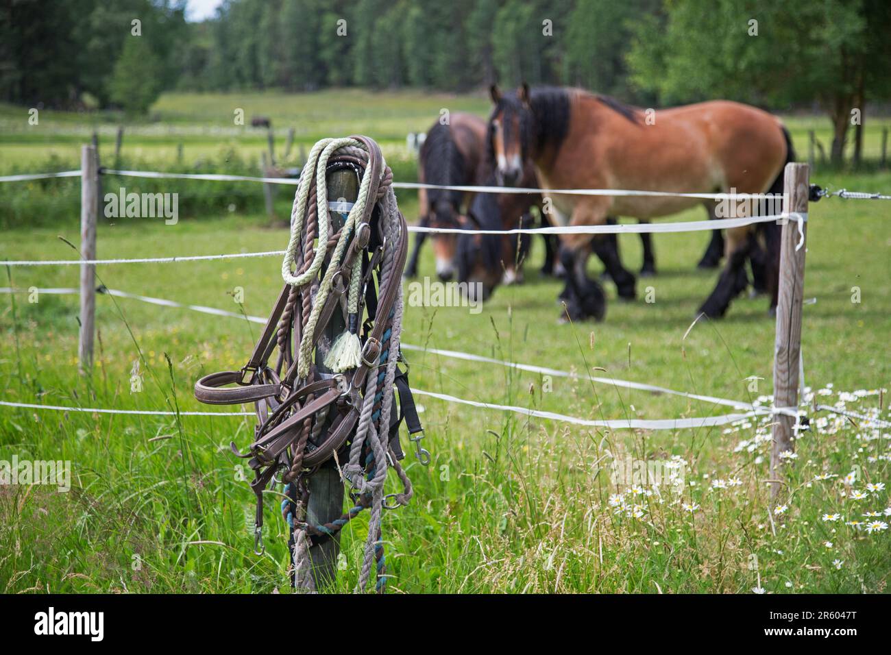 Una fattoria di cavalli. Foto Stock