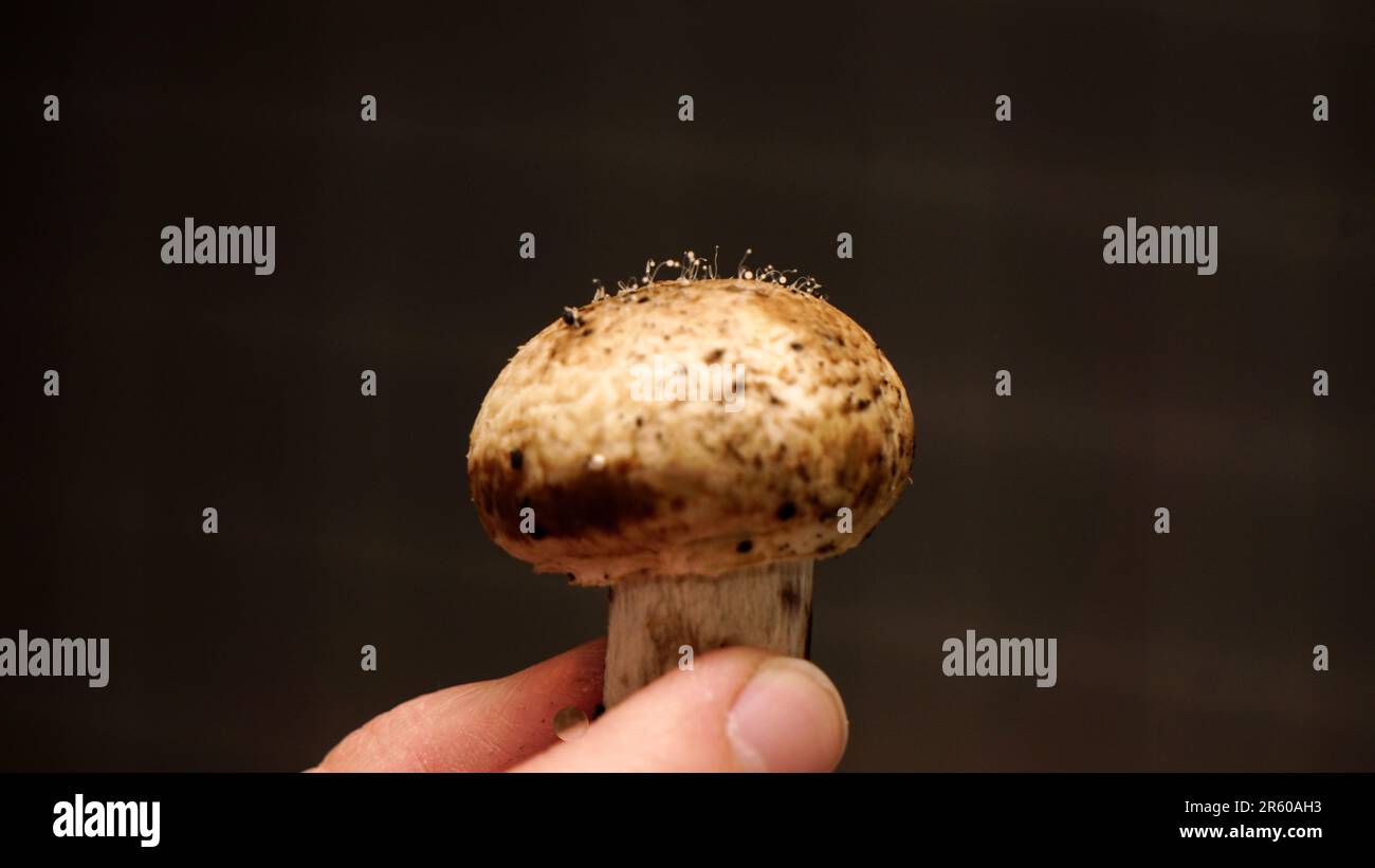 Sporulazione dei funghi sul fungo stesso vista ravvicinata Foto Stock