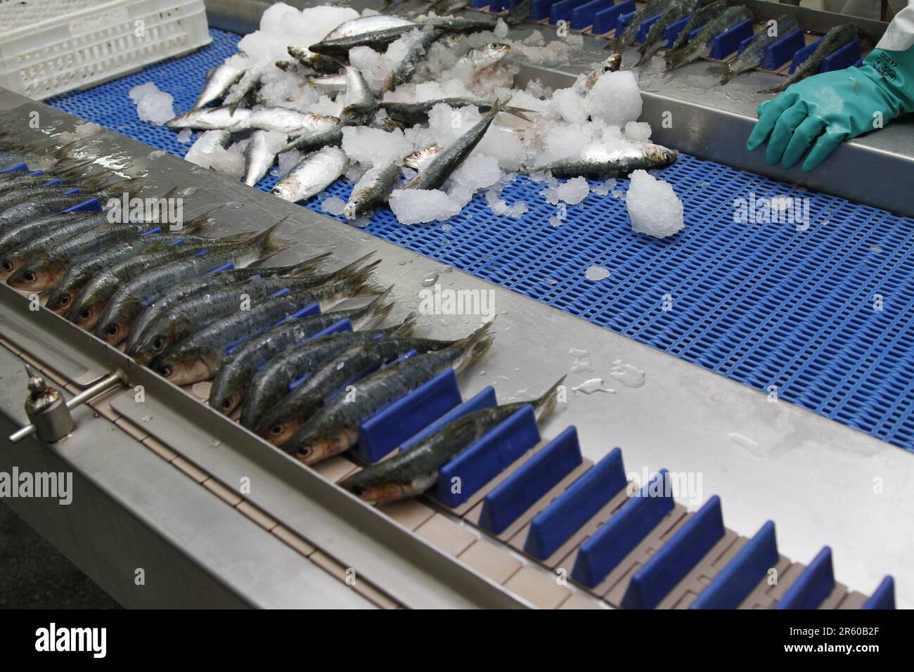 Canning Sardines: All'interno di una fabbrica di pesce a Dakhla, Marocco Foto Stock