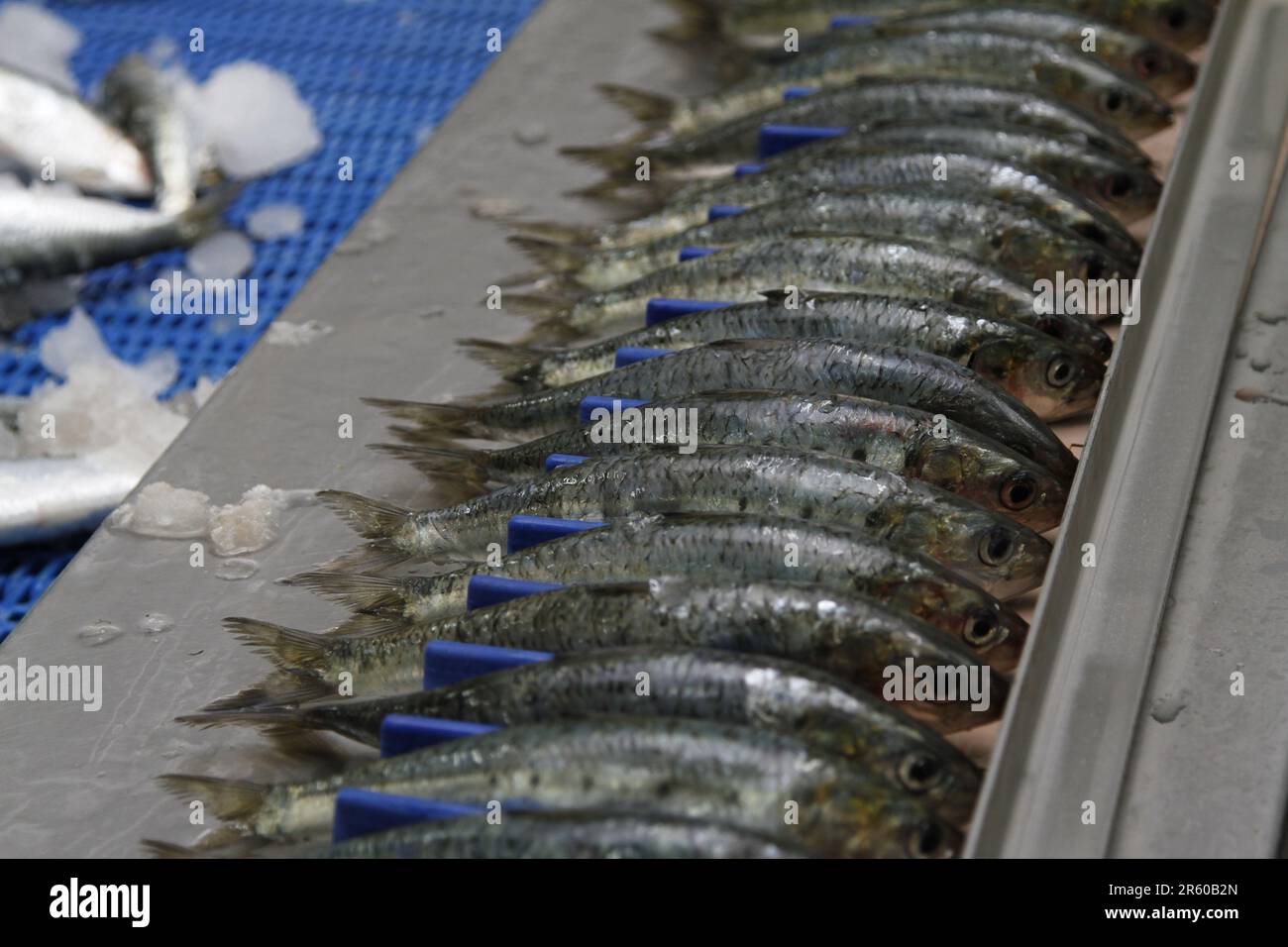 Produzione di sardine a Dakhla: Una Peek all'interno di una fabbrica di conserve marocchina Foto Stock