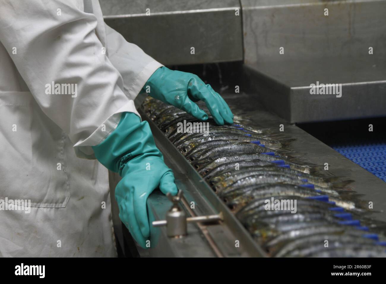 Processo di inscatolamento della sardina in una fabbrica marocchina Foto Stock