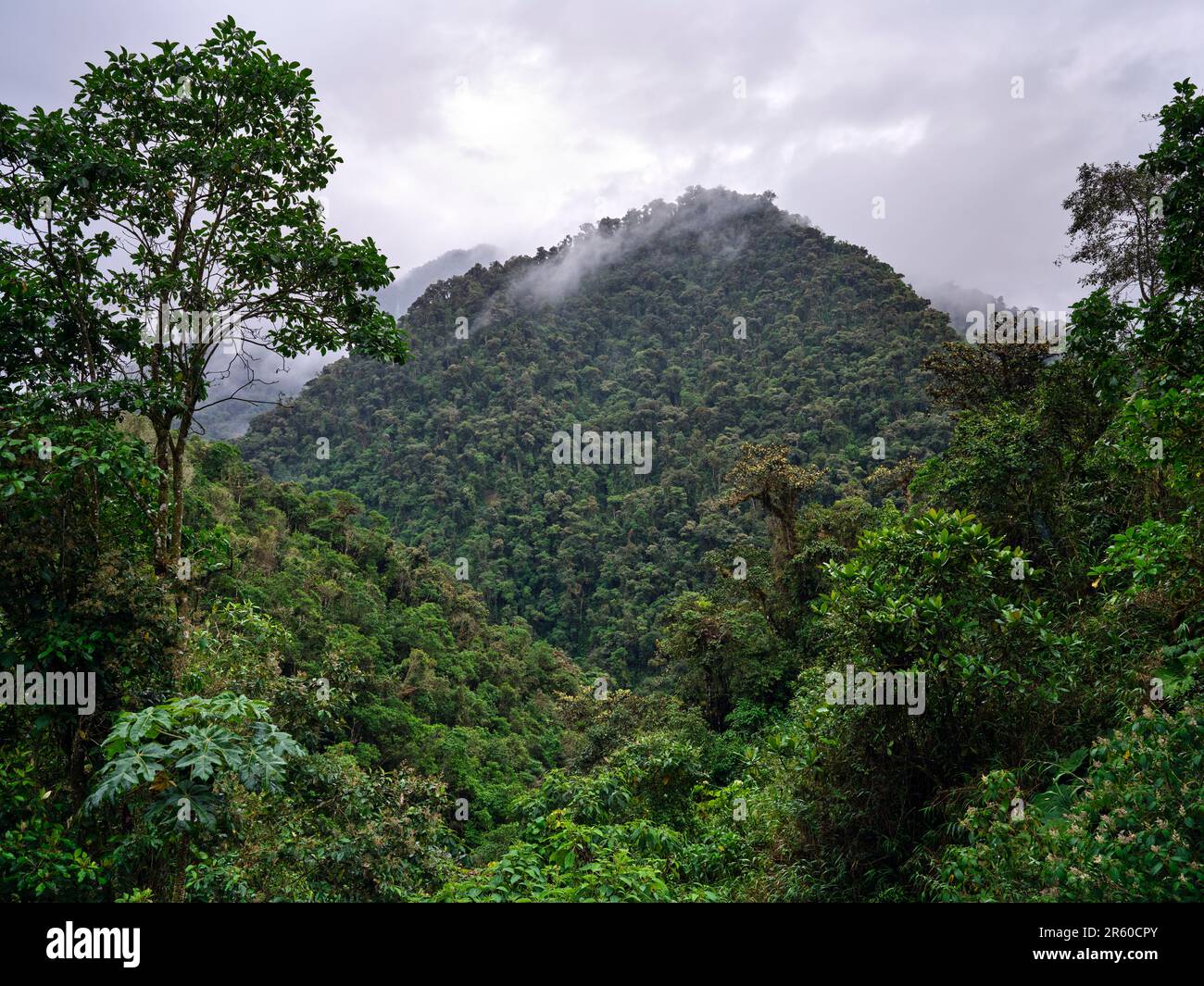 Alta altitudine foresta di nube in Ecuador Foto Stock