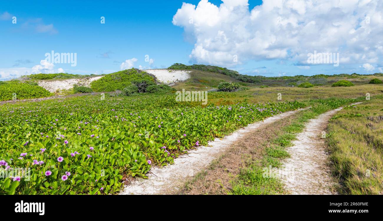 Strada di campagna lungo il bellissimo campo di fiori viola. Foto Stock