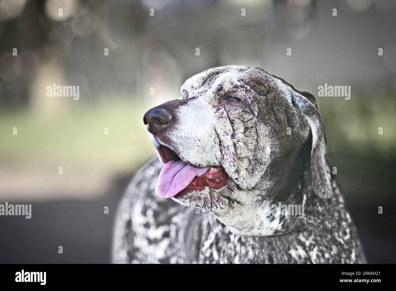 Ritratto di un cane anziano quasi cieco. Immagine orizzontale con messa a fuoco selettiva. Foto Stock
