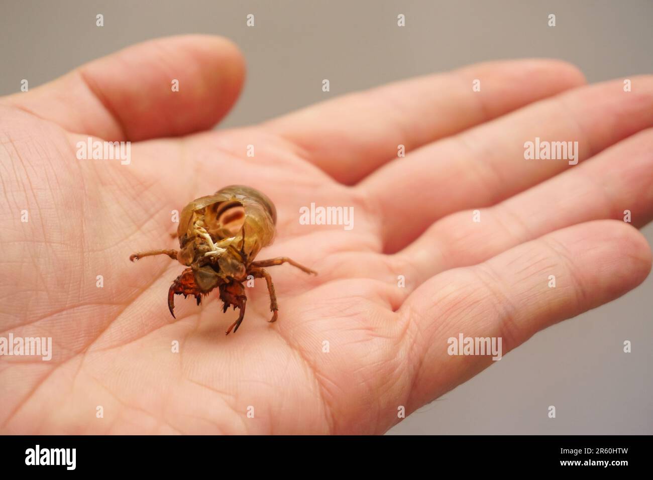 Cocoon of Tree cricket in una vista ravvicinata con la mano dell'uomo Foto Stock