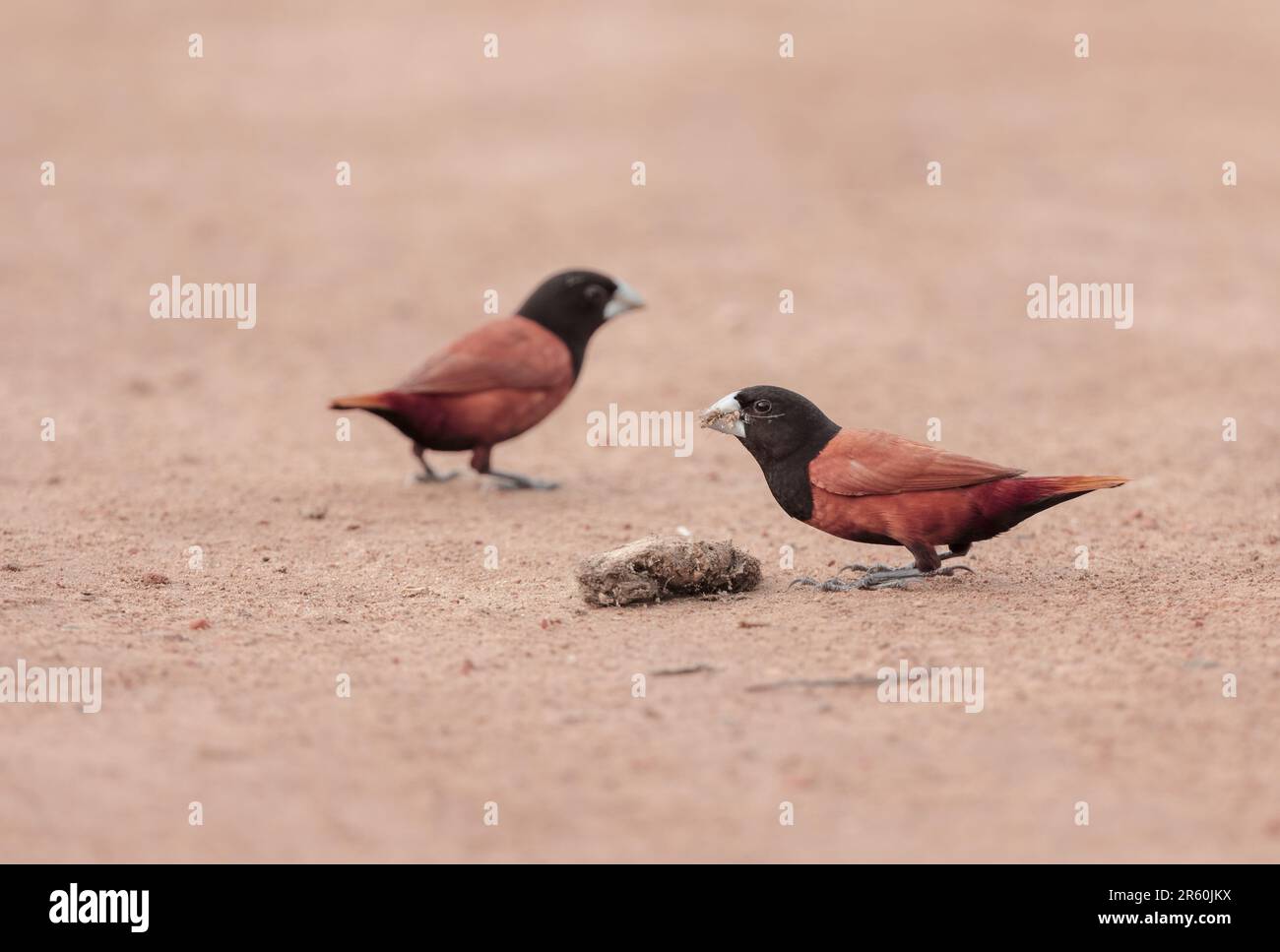 castagno munia o uccello munia testa nera che mangia da terra. Foto Stock
