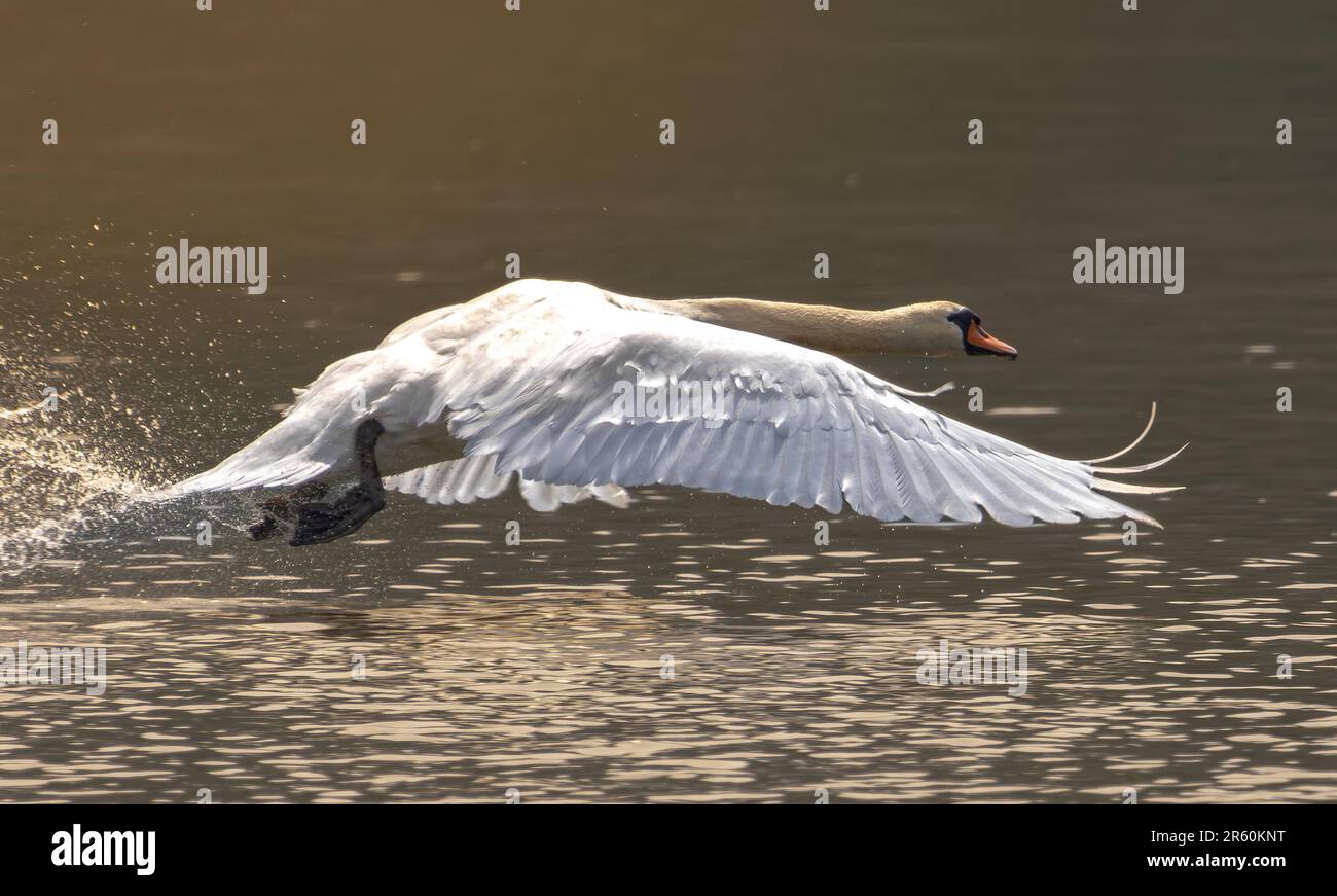 swan che vola su un fiume Foto Stock
