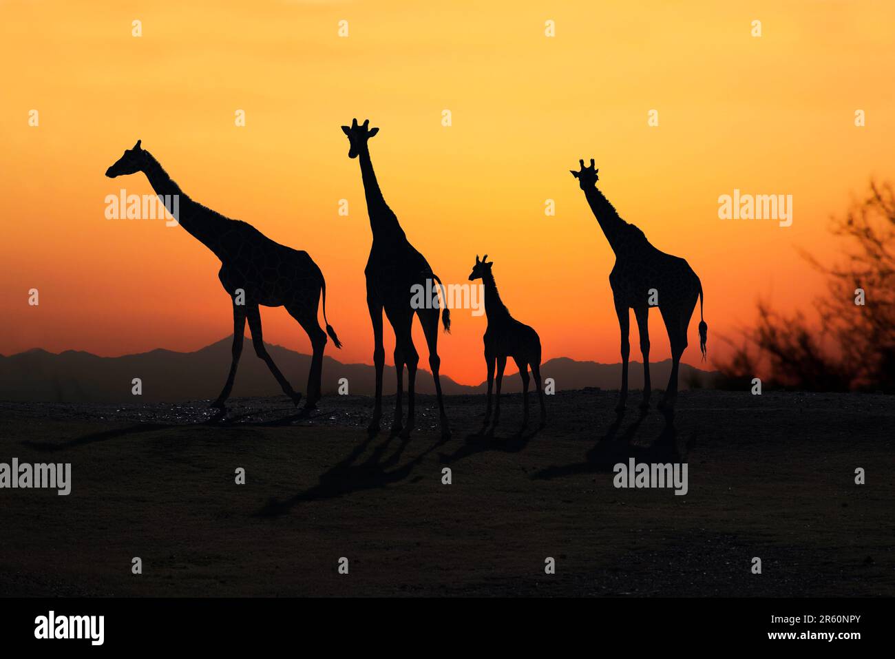 Famiglia di giraffe africane silhouette al tramonto su pianure aperte della Tanzania, Africa Foto Stock