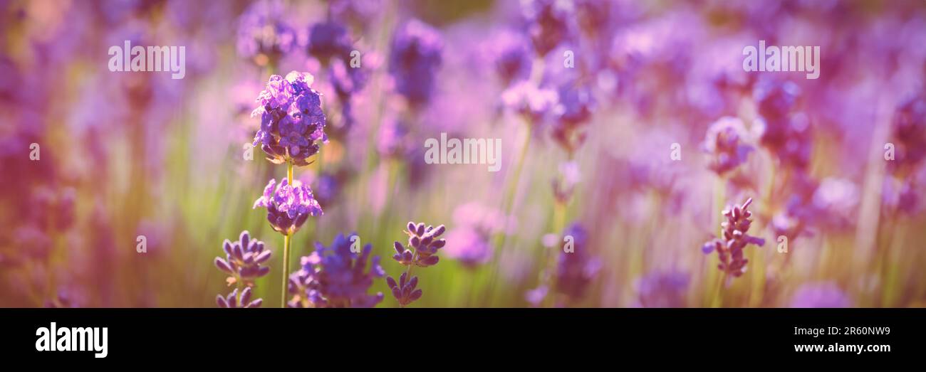 Fiore di lavanda viola primo piano in un giardino, banner web panoramico estivo Foto Stock