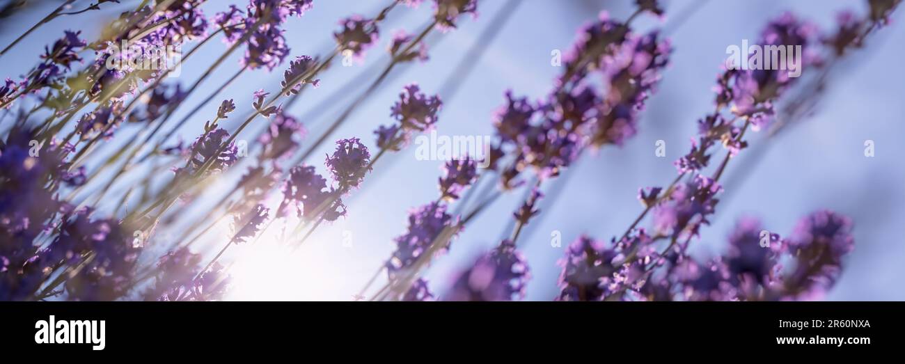 Vista dal basso di fiori viola di lavanda, sole e cielo blu, testata estiva panoramica Foto Stock
