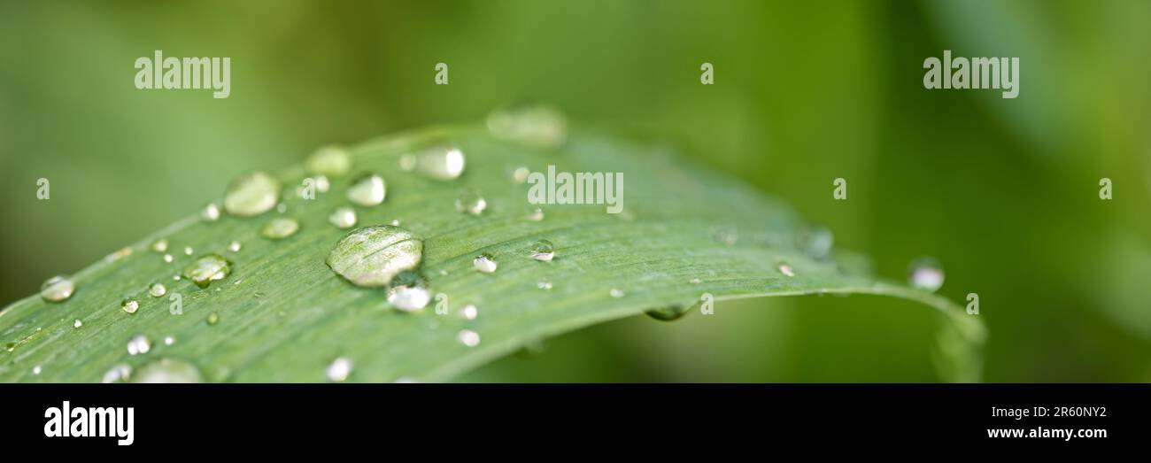 Gocce di pioggia su una foglia, verde sfondo natura panoramica Foto Stock