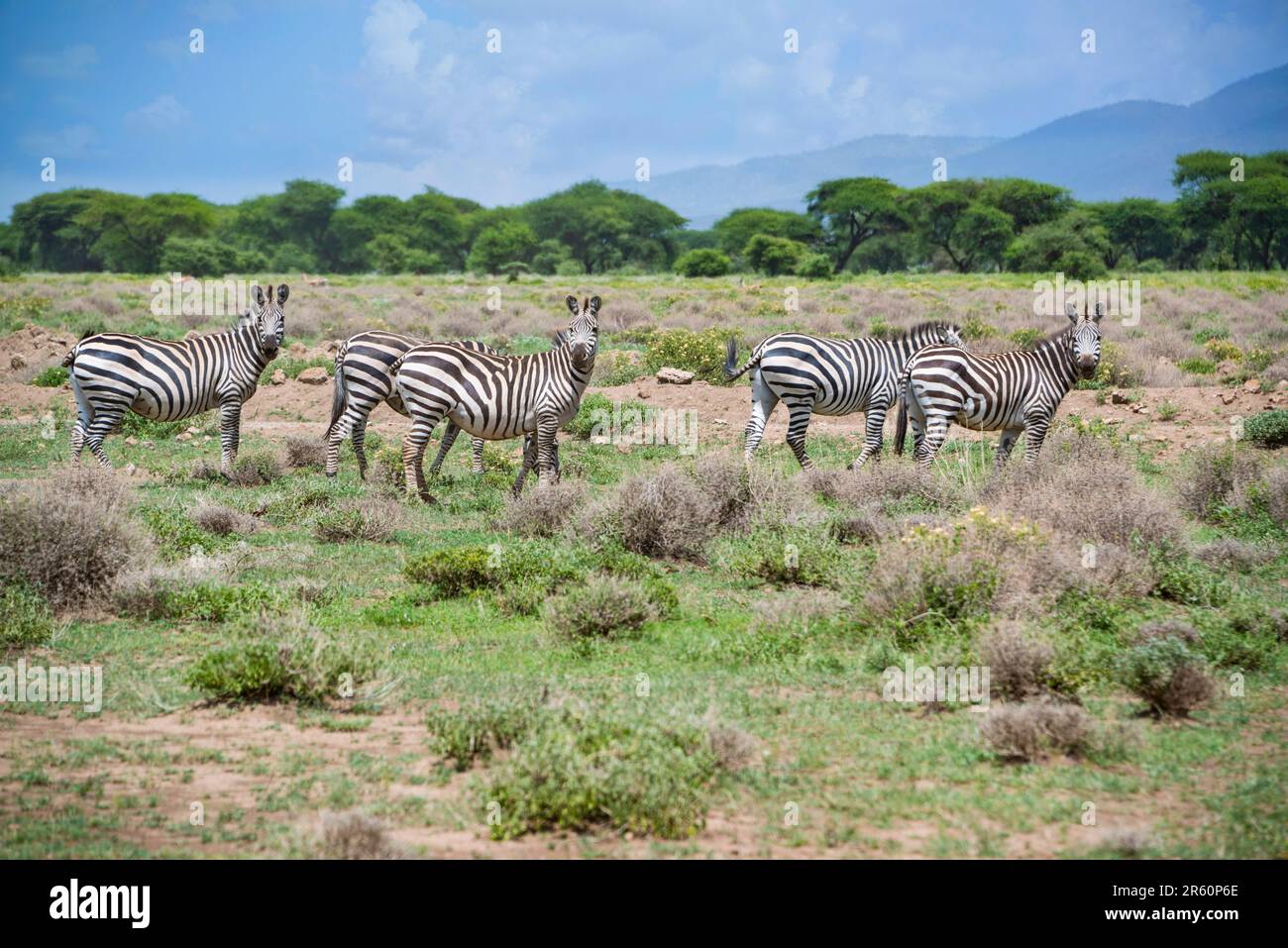 Zebra africana nelle praterie del Serengeti durante la grande migrazione, Tanzania, Africa Foto Stock