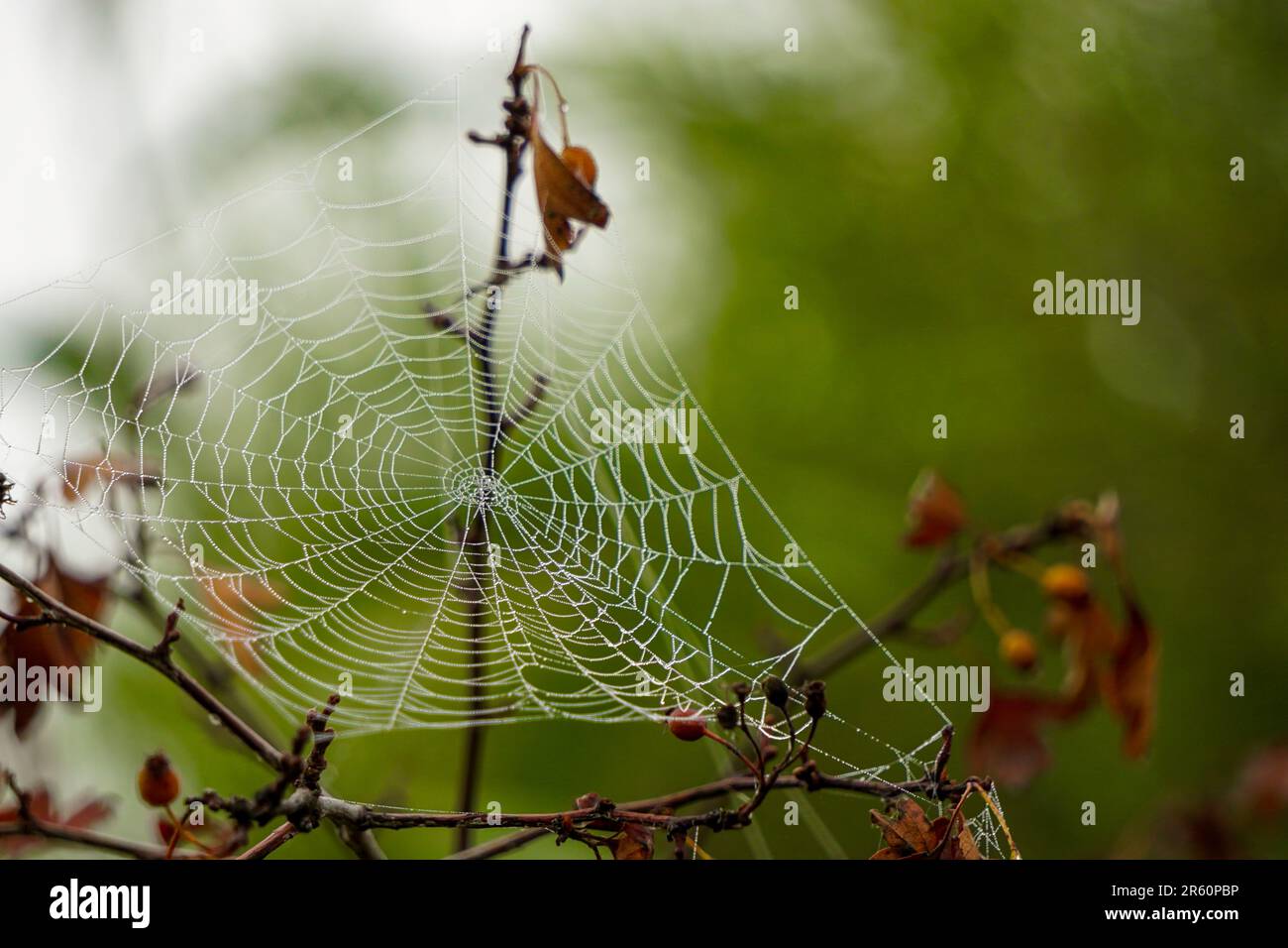 Ragnatela nella natura con nebbia mattutina su di essa vista ravvicinata Foto Stock