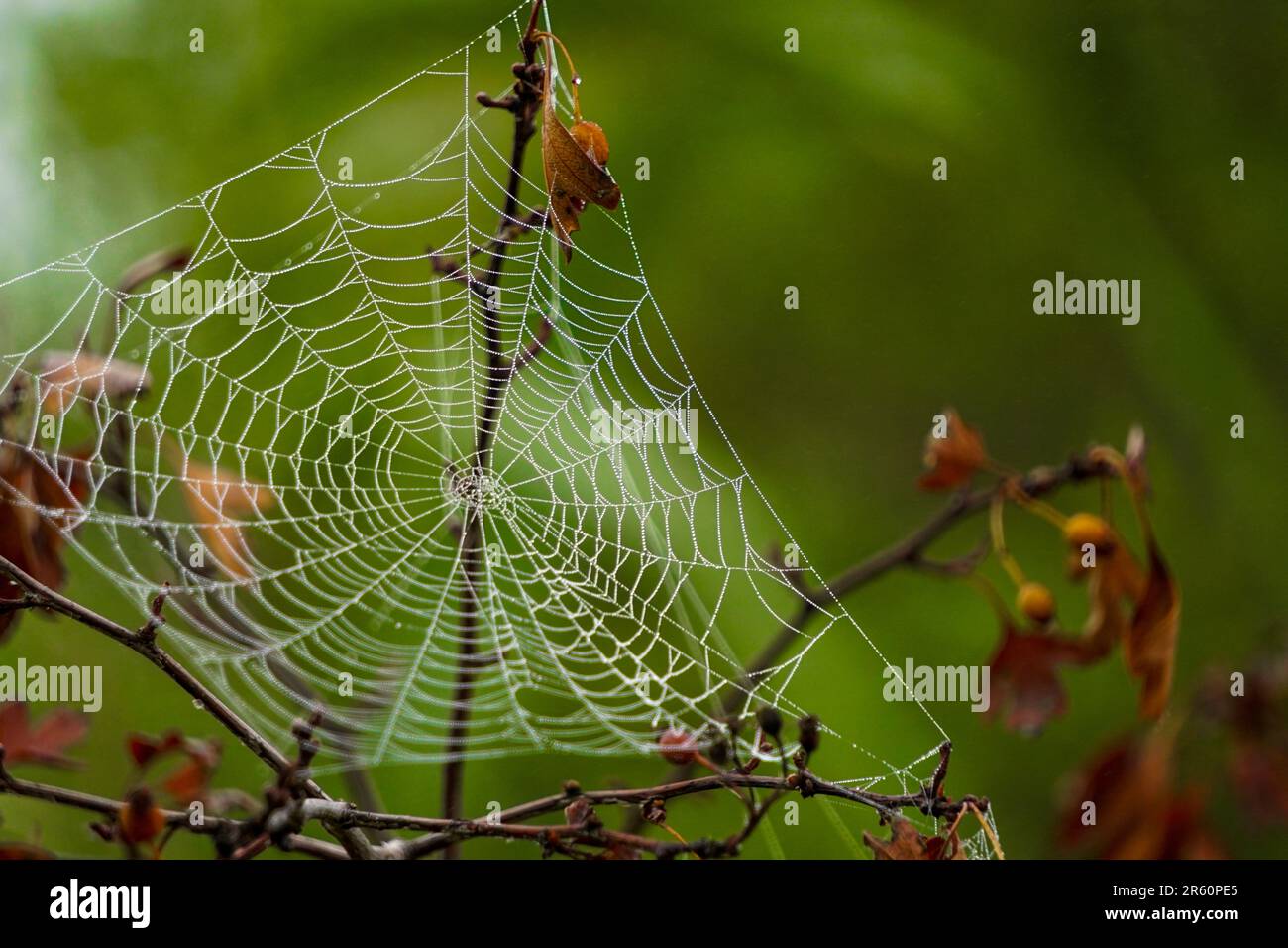 Ragnatela nella natura con nebbia mattutina su di essa vista ravvicinata Foto Stock