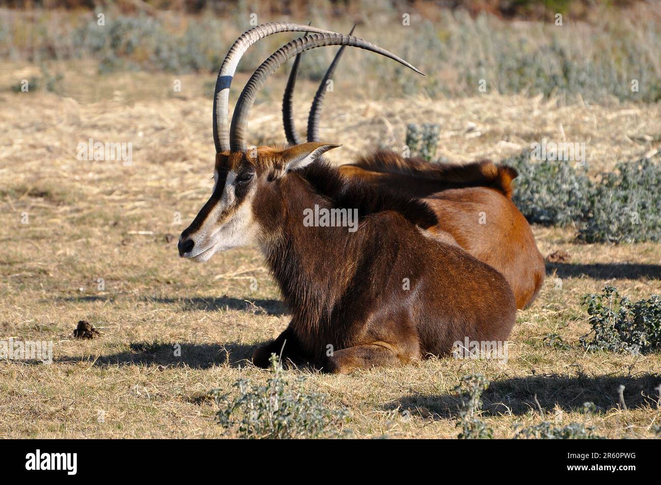 Antilope di Roan dell'Africa che riposa in Tanzania praterie Parco Nazionale di Serengeti Foto Stock
