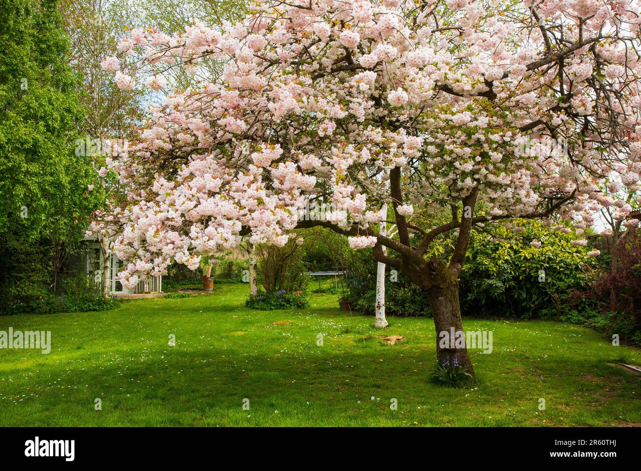 Fiori ornamentali di ciliegio, Medstead, Hampshire, Inghilterra, Regno Unito. Foto Stock