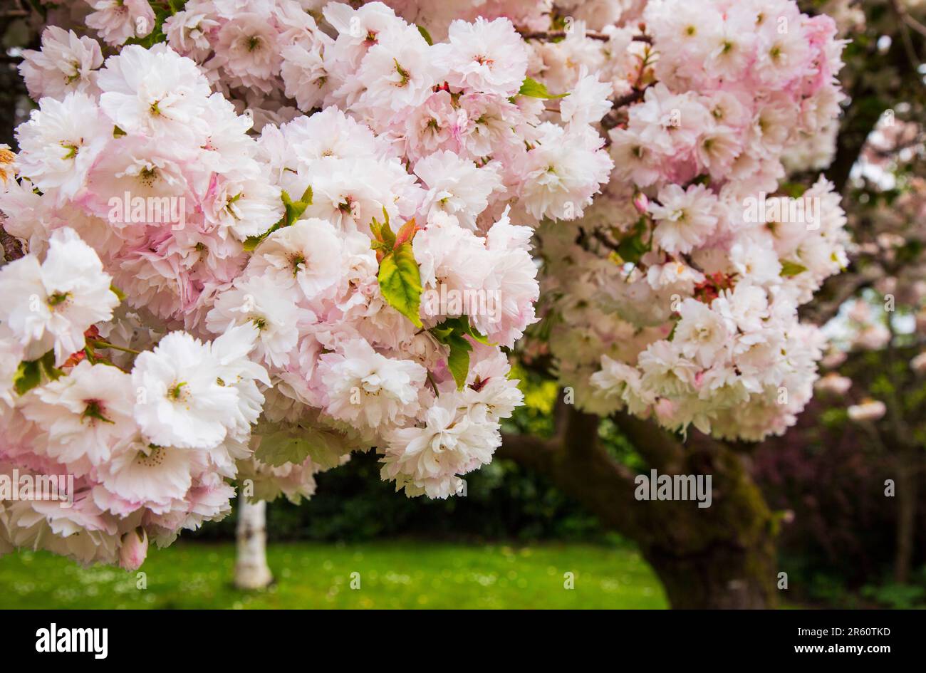 Fiori ornamentali di ciliegio, Medstead, Hampshire, Inghilterra, Regno Unito. Foto Stock