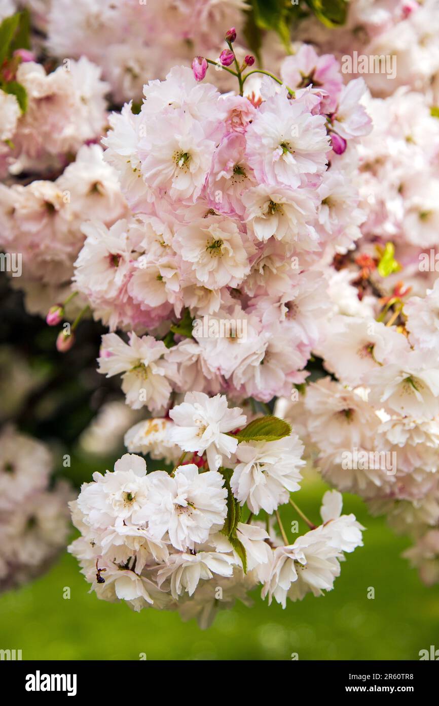 Fiori ornamentali di ciliegio, Medstead, Hampshire, Inghilterra, Regno Unito. Foto Stock