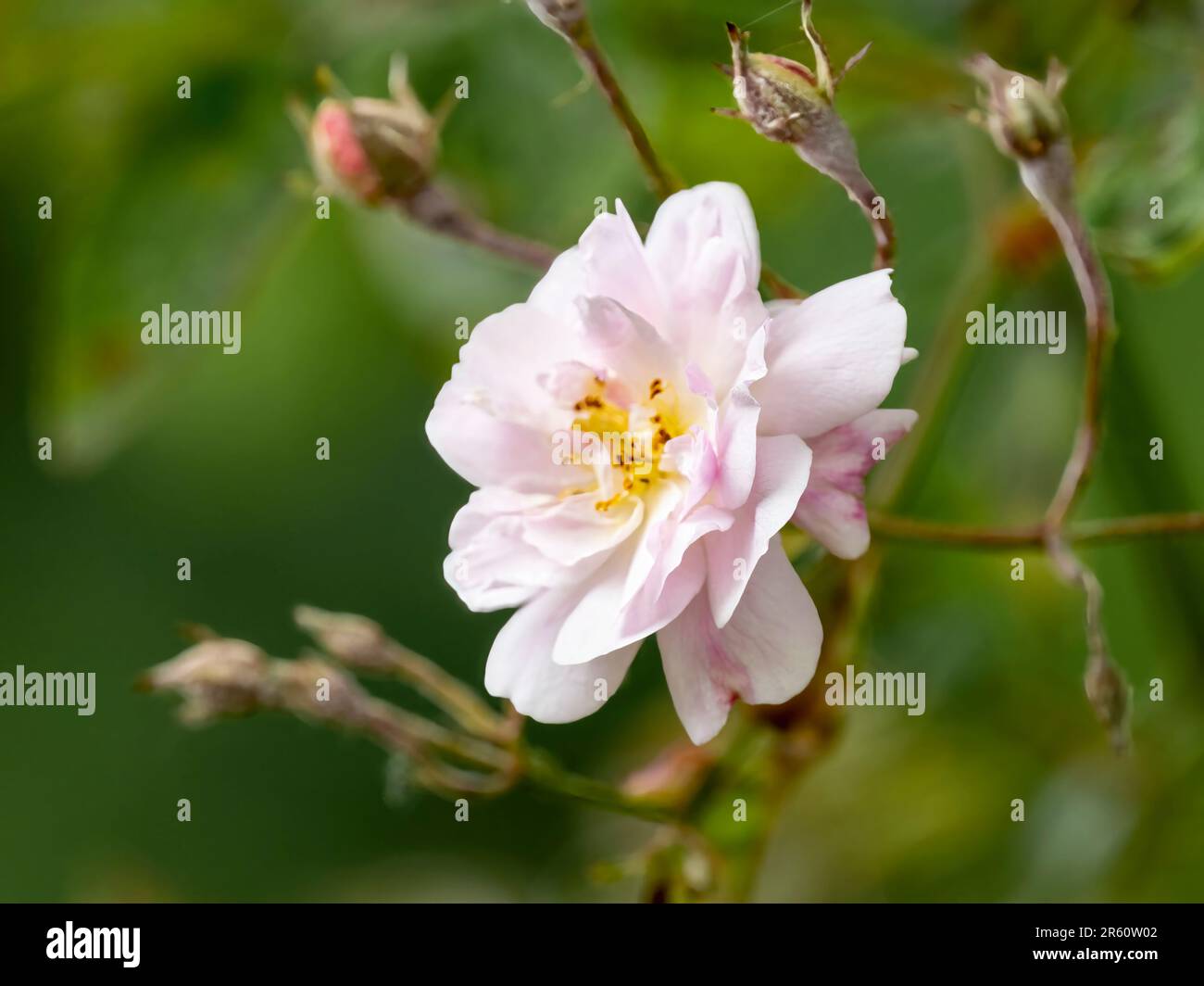 Un solitario profumato, rosa pallido rambling fiore di rosa Foto Stock