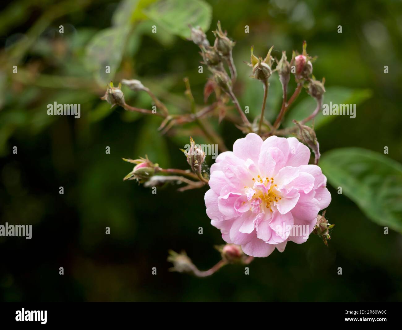 Un solitario profumato, rosa pallido rambling fiore di rosa Foto Stock