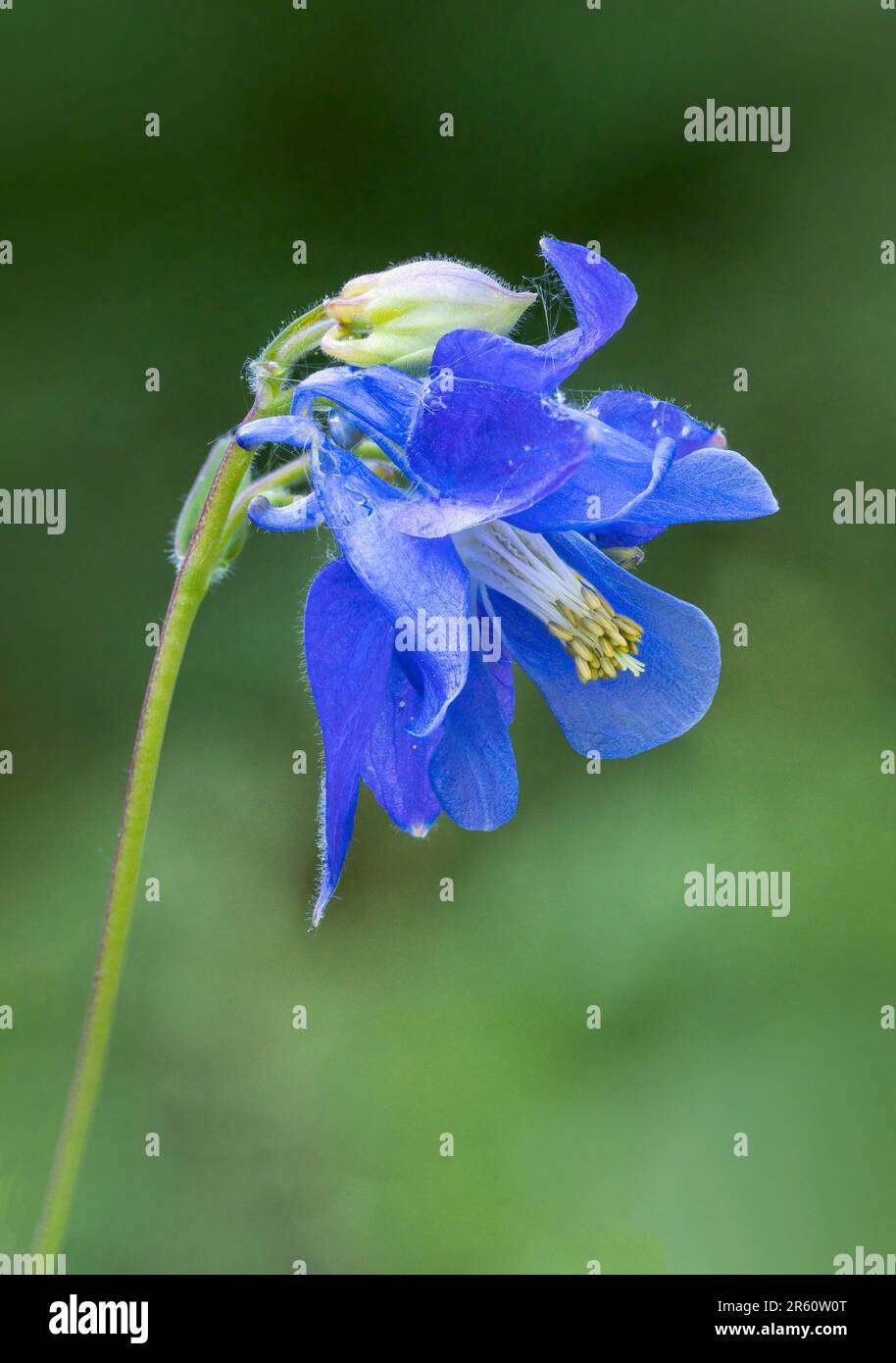 Un primo piano di un fiore di Aquilegia di colore blu Foto Stock