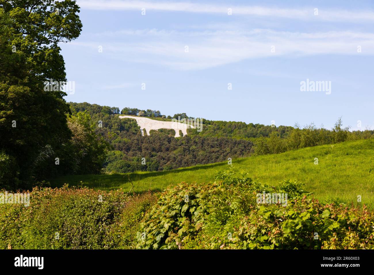 Il Kilburn White Horse scolpito nella collina a Kilburn, sotto Sutton Bank. North Yorkshire Moors National Park, Inghilterra Foto Stock