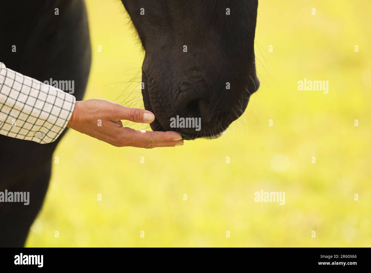 Primo piano della mano di una donna che tocca un muso di cavalli Foto Stock