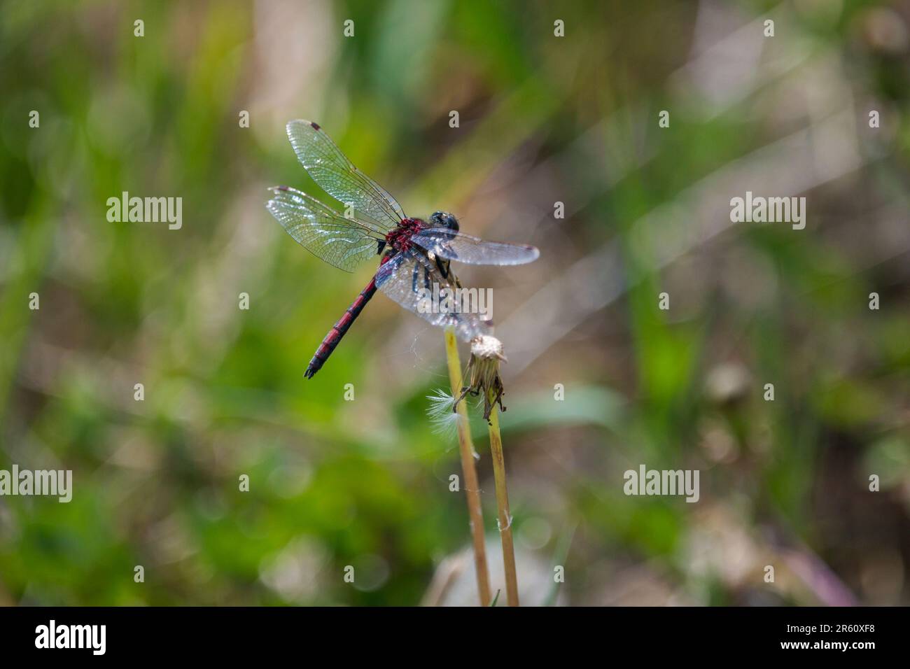 Dragonfly, (subordine Anisoptera), darner, freccia del diavolo, ago del diavolo, Parco Nazionale dell'Isola di Elk, Canada Foto Stock