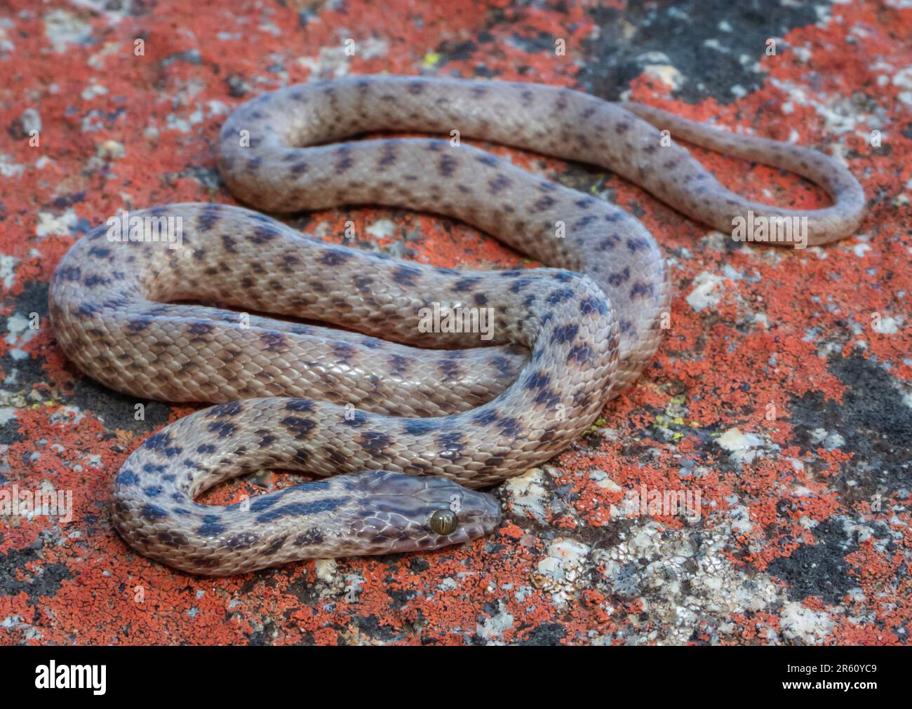 Primo piano di un serpente di roccia macchiato (Lamprofephis guttatus) proveniente dall'Africa meridionale Foto Stock