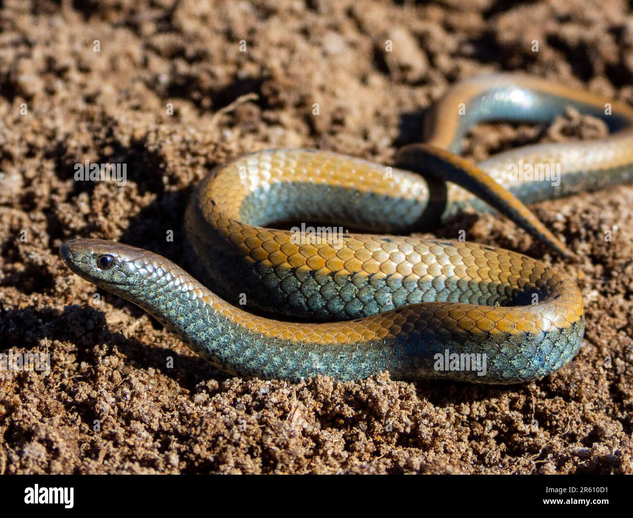 Primo piano di un comune Slug-Eater (Duberria lutrix), un serpente dell'Africa meridionale Foto Stock