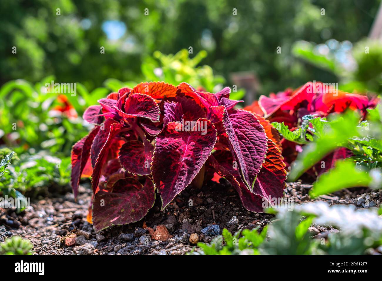 BADEN-WUERTEMBERG : COLEUS Foto Stock
