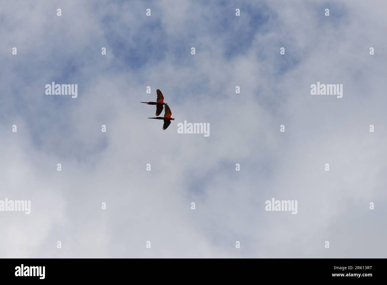 Red ara macaw o scarlatto macaw (Ara macao) che sorvola le spiagge dell'area protetta a Puerto Jemenez, Penisola di Osa, Costa Rica. Foto Stock