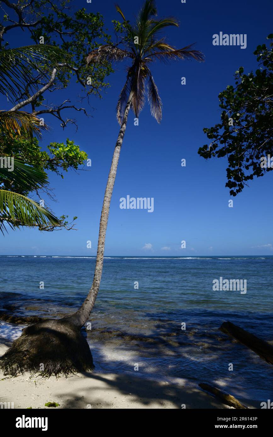La foresta del Parco Nazionale di Cahuita, che domina il Mar dei Caraibi, Costa Rica. Foto Stock