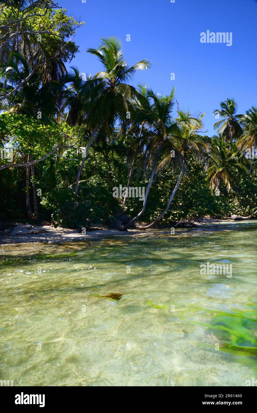 La foresta del Parco Nazionale di Cahuita, che domina il Mar dei Caraibi, Costa Rica. Foto Stock