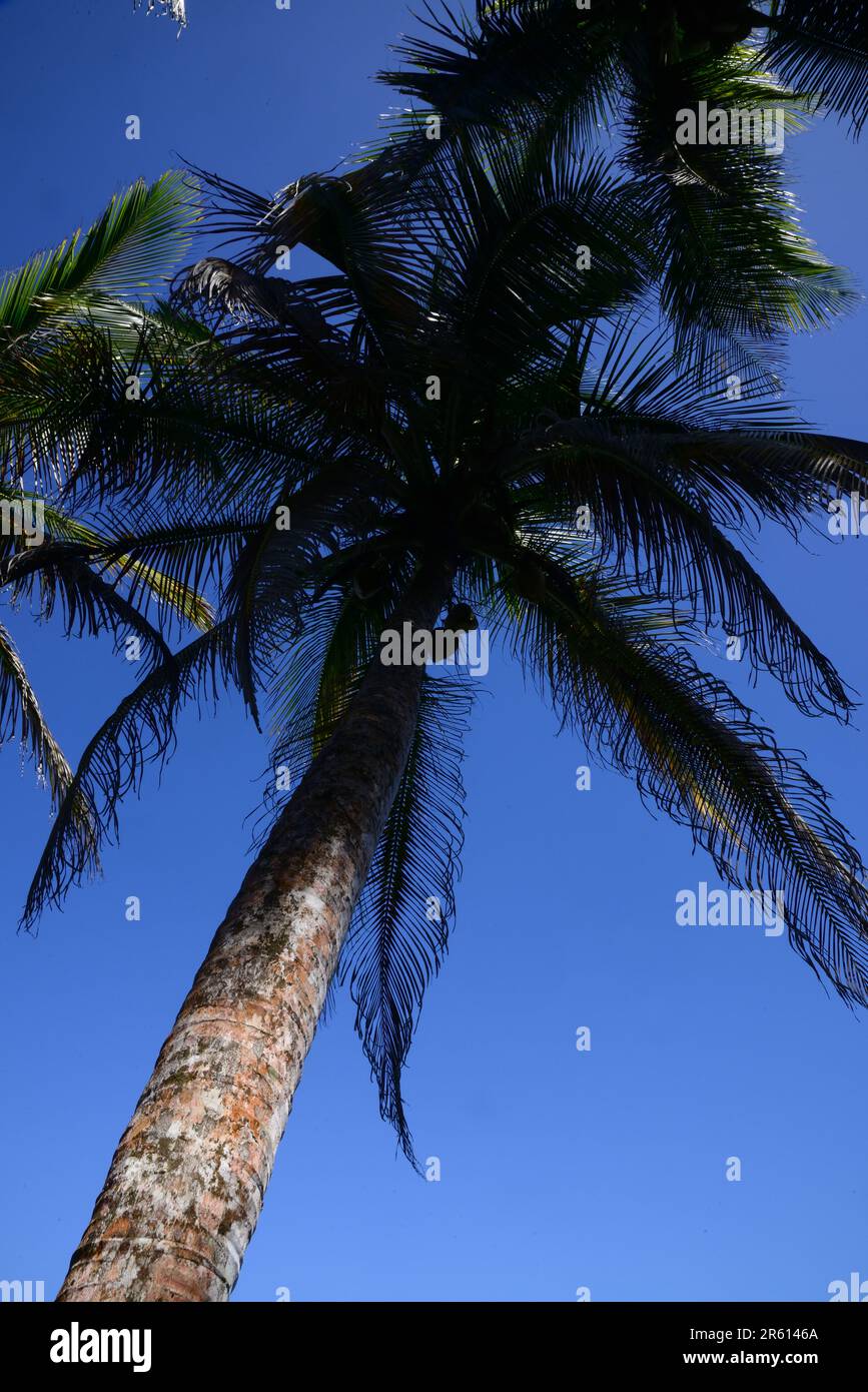 La foresta del Parco Nazionale di Cahuita, che domina il Mar dei Caraibi, Costa Rica. Foto Stock