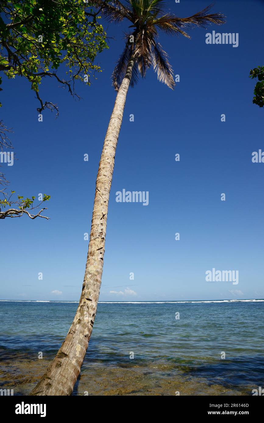 La foresta del Parco Nazionale di Cahuita, che domina il Mar dei Caraibi, Costa Rica. Foto Stock