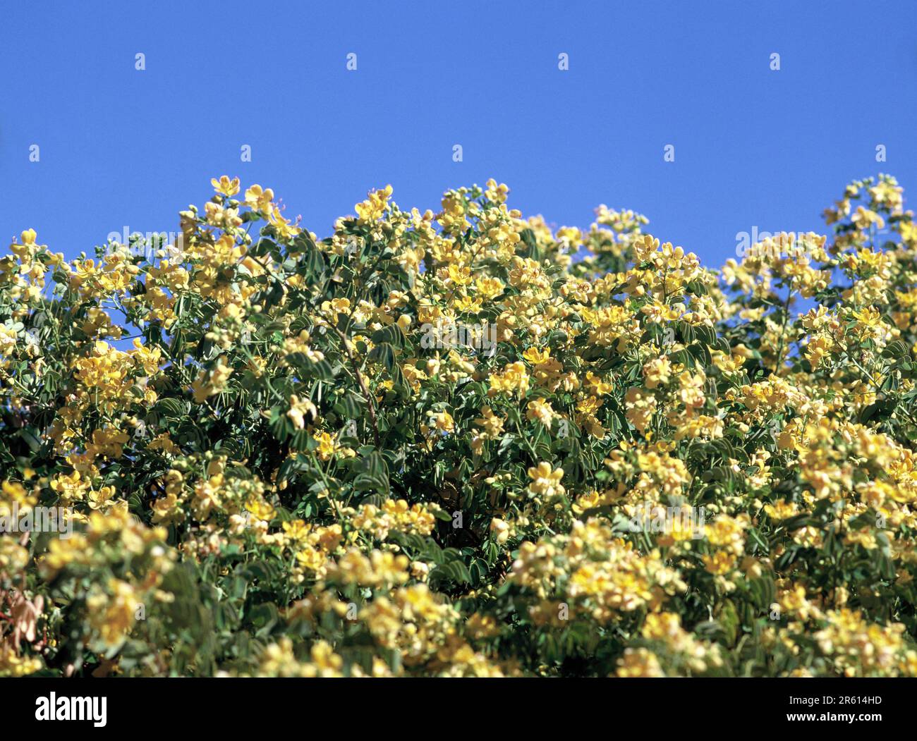 Australia. Flora. Fiori di cespuglio gialli. Golden Cassia Senna candolleana Foto Stock