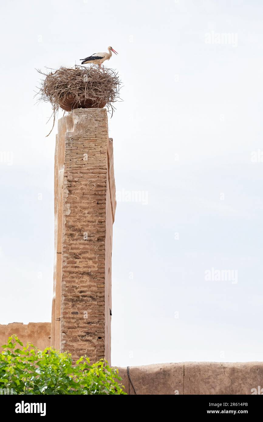 Una cicogna bianca europea in piedi sul suo grande nido fatto di bastoni, sulla cima di un'alta colonna di pietra. Il nido si trova nella Medina di Marrakech, Marocco. Foto Stock